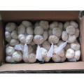 Carton Packing Normal White Garlic